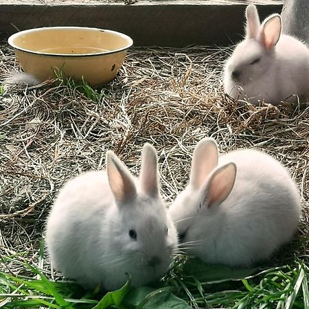 クニスナ Fernhill Guest Farmヴィラ エクステリア 写真