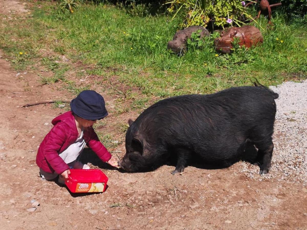 クニスナ Fernhill Guest Farmヴィラ エクステリア 写真