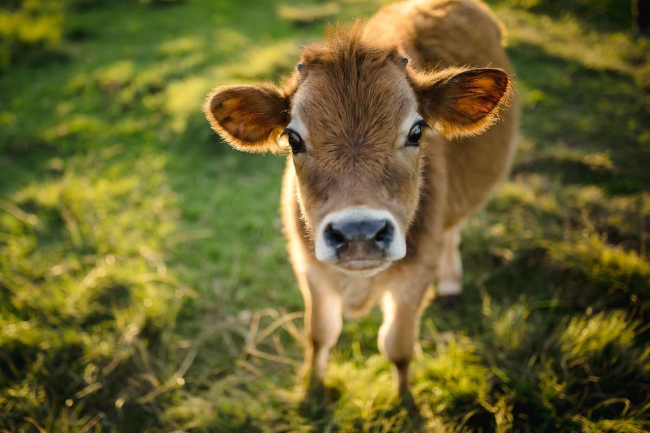 クニスナ Fernhill Guest Farmヴィラ エクステリア 写真
