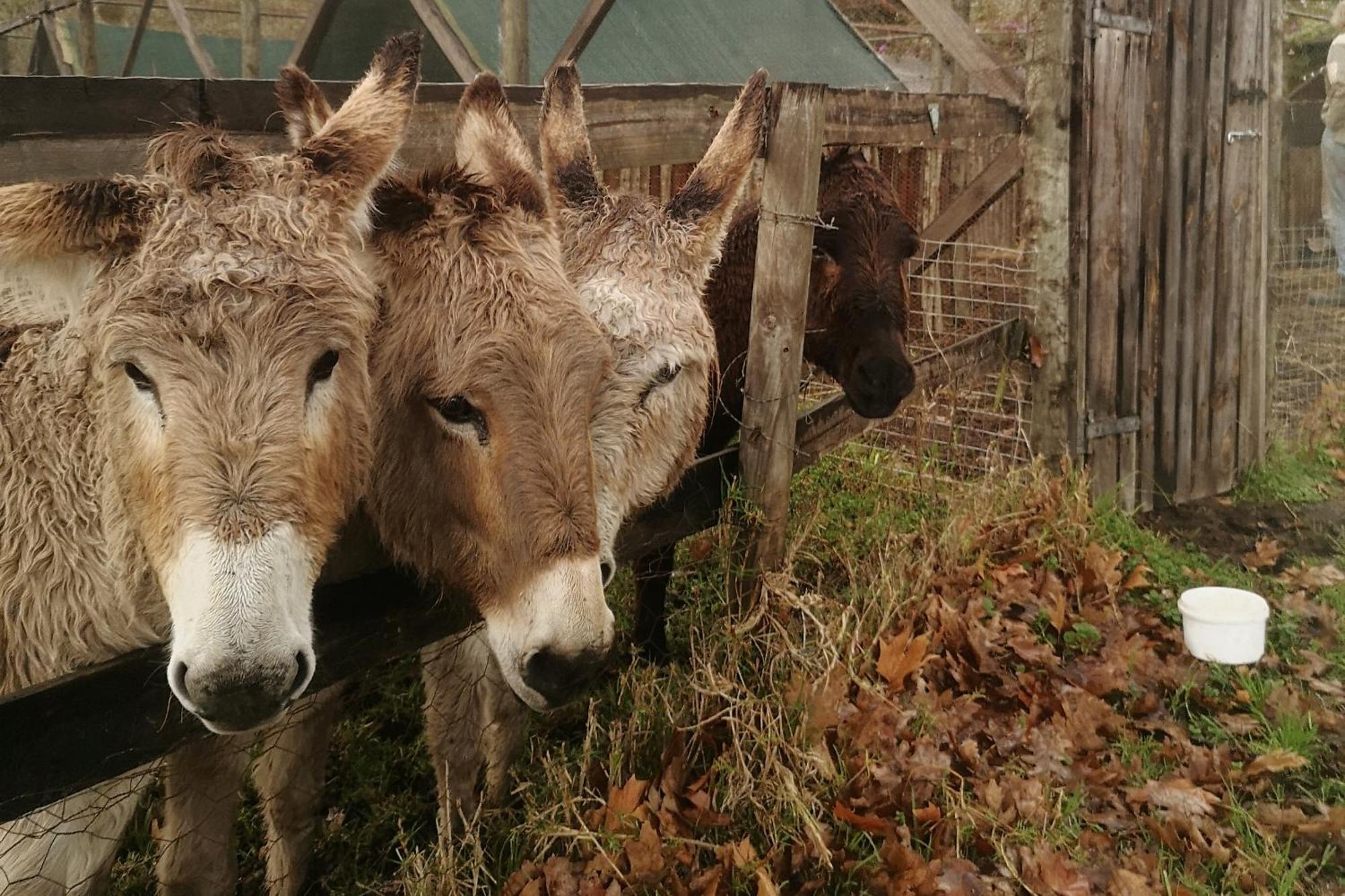 クニスナ Fernhill Guest Farmヴィラ エクステリア 写真