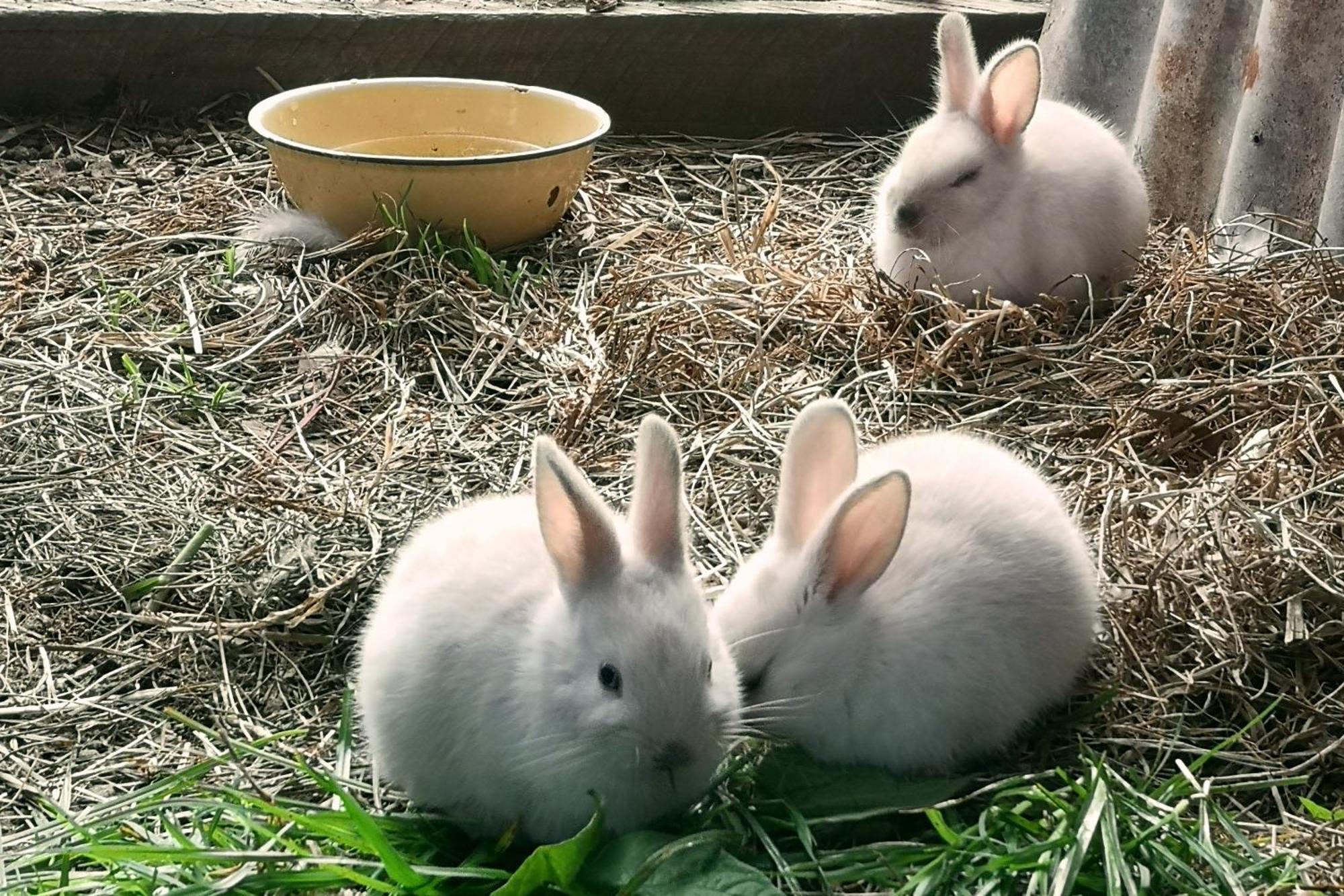 クニスナ Fernhill Guest Farmヴィラ エクステリア 写真